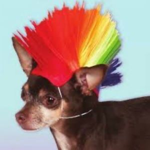Mohawk dog wig - colorful wig - M/L - NWT